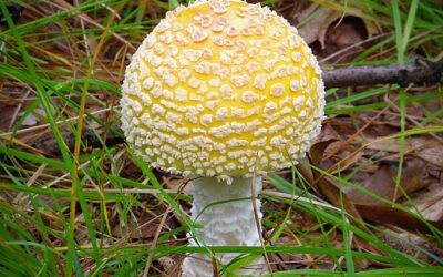 Mycoremediation: A Little-Known Field of Science with Major Potential