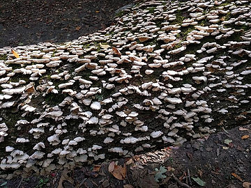 Side of tree covered with little mushrooms