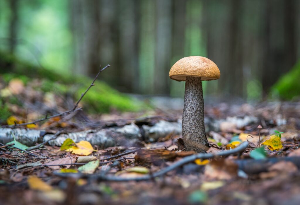 A close-up of a brown mushroom growing in the forest.